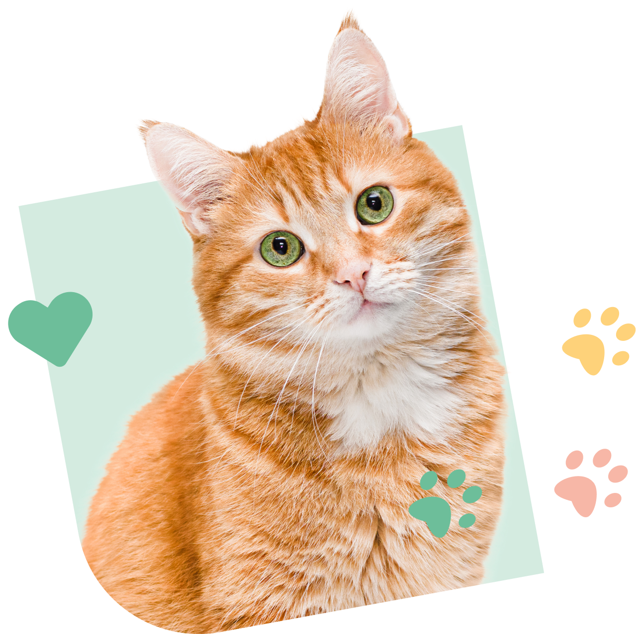 Chat souscrivant assurance SantéVet